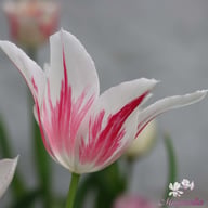 Marilyn Tulip Bulbs