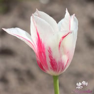 Marilyn Tulip Bulbs