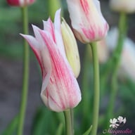 Marilyn Tulip Bulbs