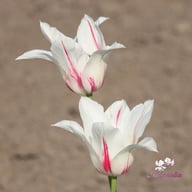 Marilyn Tulip Bulbs