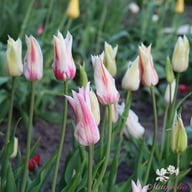 Marilyn Tulip Bulbs