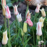 Marilyn Tulip Bulbs