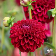Maroon Fox ® Dahlia Knöl