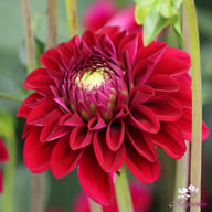 Maroon Fox ® Dahlia Knöl
