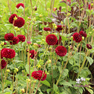 Maroon Fox ® Dahlia Knöl