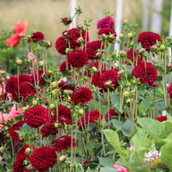 Maroon Fox ® Dahlia Knöl