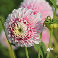 Marshmellow Baby Dahlia Tuber