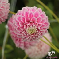 Marshmellow Baby Dahlia Tuber