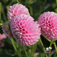 Marshmellow Baby Dahlia Tuber