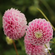 Marshmellow Baby Dahlia Tuber