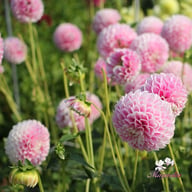 Marshmellow Baby Dahlia Tuber