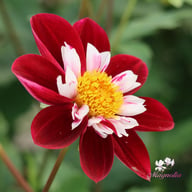 Mary Evelyn Dahlia Tuber