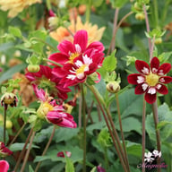 Mary Evelyn Dahlia Tuber