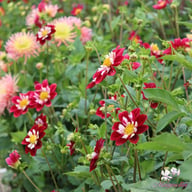 Mary Evelyn Dahlia Tuber