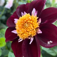 Mary Q Blomstrar (stickling) Dahlia Stickling