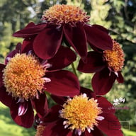 Mary Q Blomstrar (stickling) Dahlia Stickling
