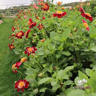 Mary Q Blomstrar (stickling) Dahlia Stickling