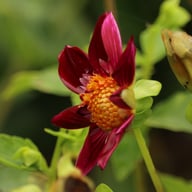 Mary Q Blomstrar (stickling) Dahlia Stickling