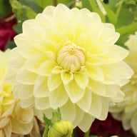 Matrix (Aquarelle) Dahlia Knöl