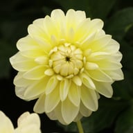 Matrix (Aquarelle) Dahlia Knöl