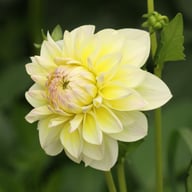 Matrix (Aquarelle) Dahlia Knöl
