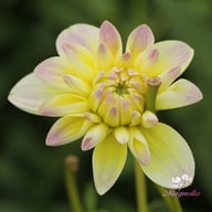 Matrix (Aquarelle) Dahlia Tuber