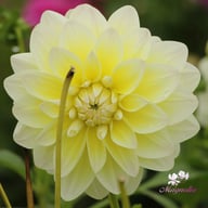 Matrix (Aquarelle) Dahlia Tuber