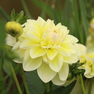 Matrix (Aquarelle) Dahlia Knöl