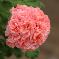 Maureen Pelargonium Cutting
