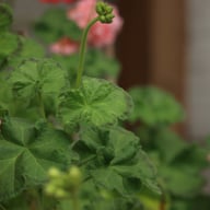 Maureen Pelargonium Cutting