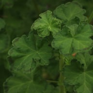 Maureen Pelargonium Cutting
