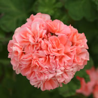 Maureen Pelargonium Cutting
