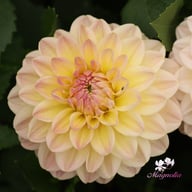 Maya Dahlia Tuber