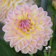 Maya Dahlia Tuber