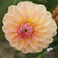 Maya Dahlia Tuber