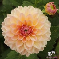 Maya Dahlia Tuber