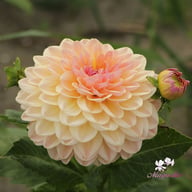 Maya Dahlia Tuber