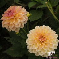 Maya Dahlia Tuber