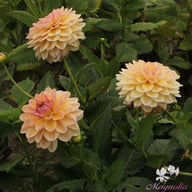 Maya Dahlia Tuber