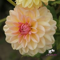 Maya Dahlia Tuber