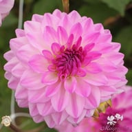 Mediterrannee Dahlia Tuber