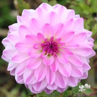 Mediterrannee Dahlia Tuber