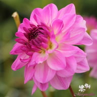 Mediterrannee Dahlia Tuber