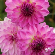 Mediterrannee Dahlia Tuber