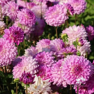 Mediterrannee Dahlia Tuber