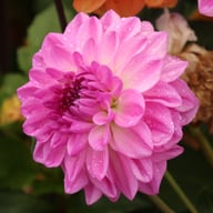 Mediterrannee Dahlia Knöl