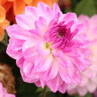 Mediterrannee Dahlia Knöl