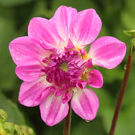 Mediterrannee Dahlia Knöl