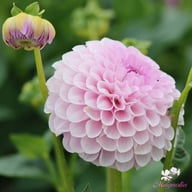 Megan Dean Dahlia Tuber