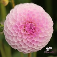 Megan Dean Dahlia Tuber